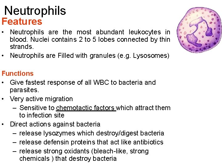 Neutrophils Features • Neutrophils are the most abundant leukocytes in blood. Nuclei contains 2