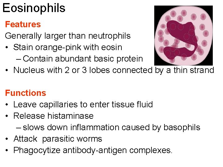 Eosinophils Features Generally larger than neutrophils • Stain orange-pink with eosin – Contain abundant