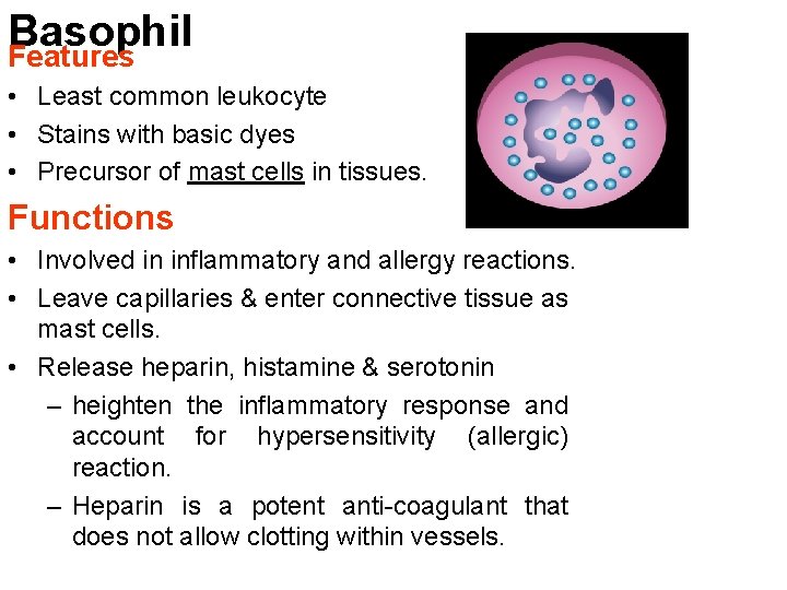 Basophil Features • Least common leukocyte • Stains with basic dyes • Precursor of
