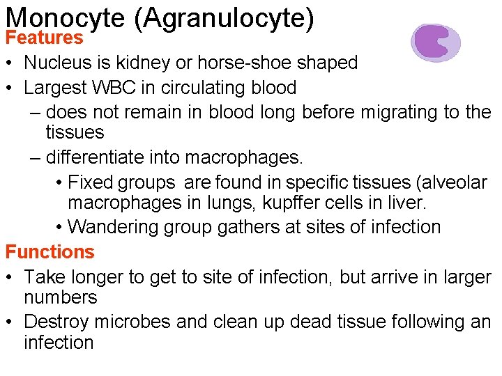 Monocyte (Agranulocyte) Features • Nucleus is kidney or horse-shoe shaped • Largest WBC in