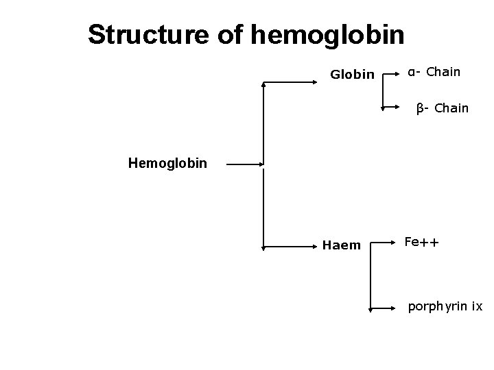 Structure of hemoglobin Globin α- Chain β- Chain Hemoglobin Haem Fe++ porphyrin ix 