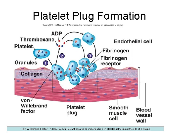 Platelet Plug Formation Von Willebrand Factor : A large blood protein that plays an