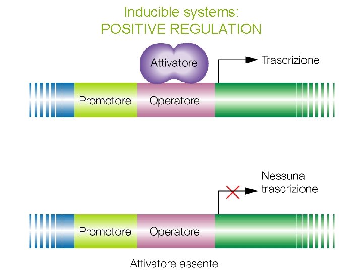 Inducible systems: POSITIVE REGULATION 