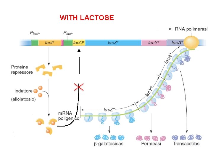 WITH LACTOSE 