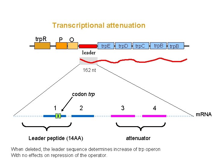 Transcriptional attenuation trp. R P O trp. E trp. D trp. C trp. B