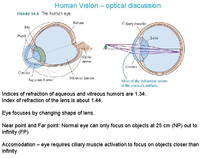 Human Vision – optical discussion Indices of refraction of aqueous and vitreous humors are