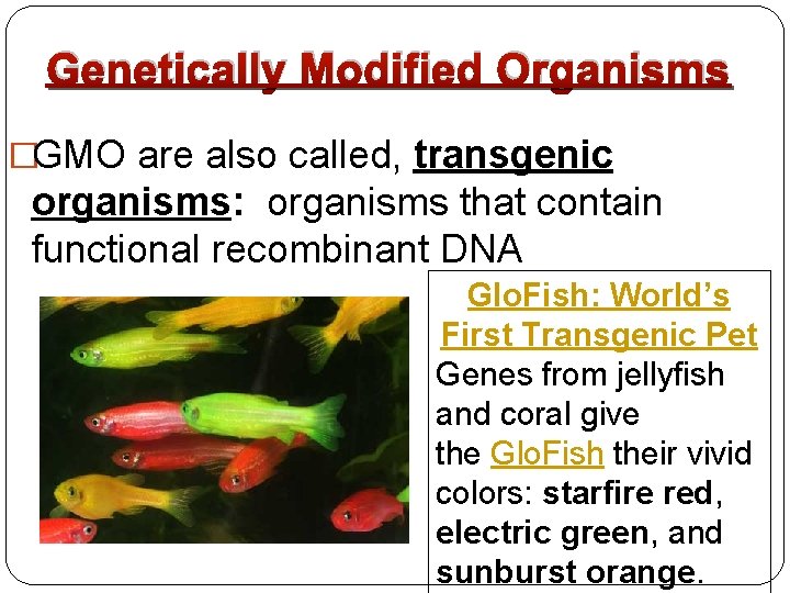 Genetically Modified Organisms �GMO are also called, transgenic organisms: organisms that contain functional recombinant