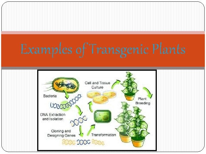 Examples of Transgenic Plants 