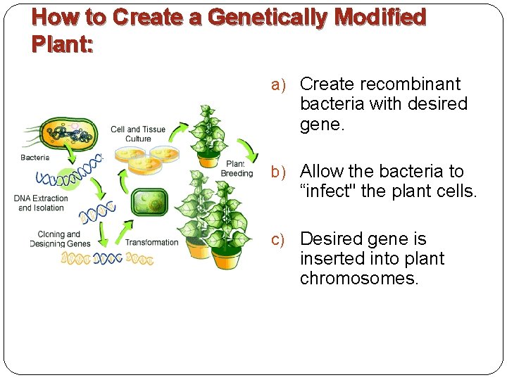 How to Create a Genetically Modified Plant: a) Create recombinant bacteria with desired gene.