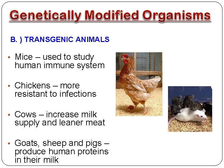 B. ) TRANSGENIC ANIMALS • Mice – used to study human immune system •
