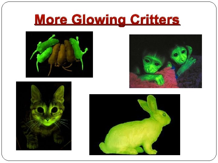 More Glowing Critters 
