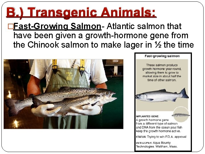 B. ) Transgenic Animals: �Fast-Growing Salmon- Atlantic salmon that have been given a growth-hormone
