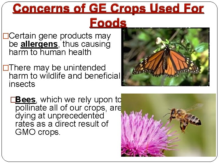 Concerns of GE Crops Used For Foods �Certain gene products may be allergens, thus