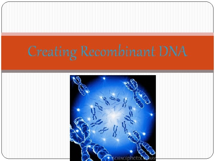 Creating Recombinant DNA 