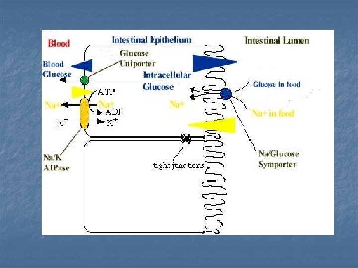A Balancing Act Direct and Indirect Active Transport