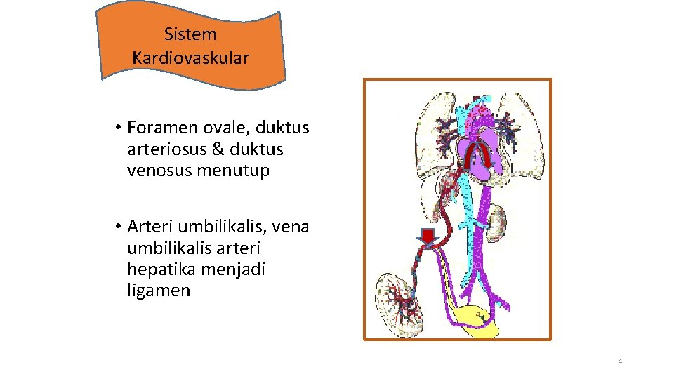 Sistem Kardiovaskular • Foramen ovale, duktus arteriosus & duktus venosus menutup • Arteri umbilikalis,