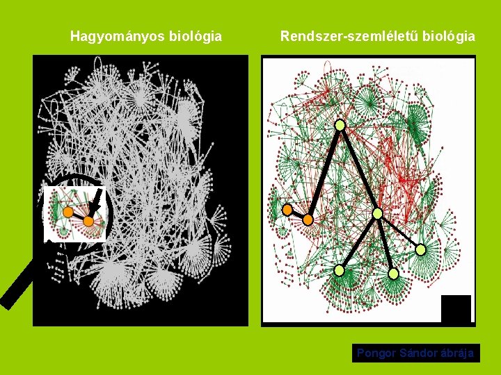 Hagyományos biológia Rendszer-szemléletű biológia Pongor Sándor ábrája 