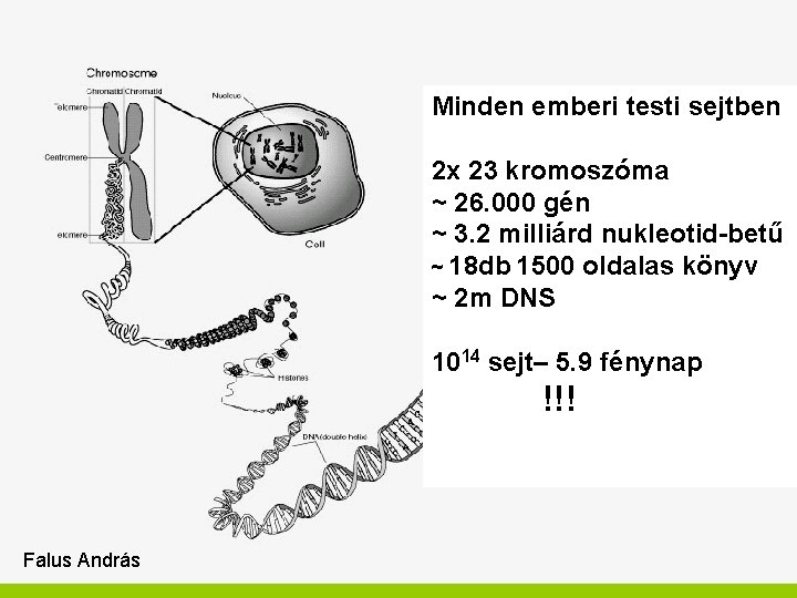 Minden emberi testi sejtben 2 x 23 kromoszóma ~ 26. 000 gén ~ 3.