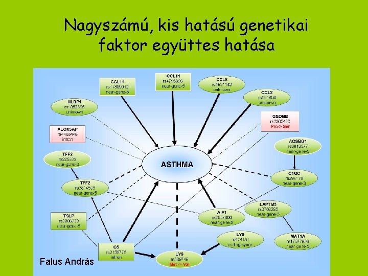 Nagyszámú, kis hatású genetikai faktor együttes hatása Falus András 