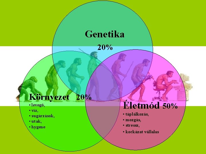 Genetika 20% Környezet 20% • levegő, • víz, • sugárzások, • utak, • hygene