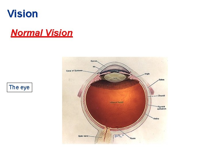Vision Normal Vision The eye 