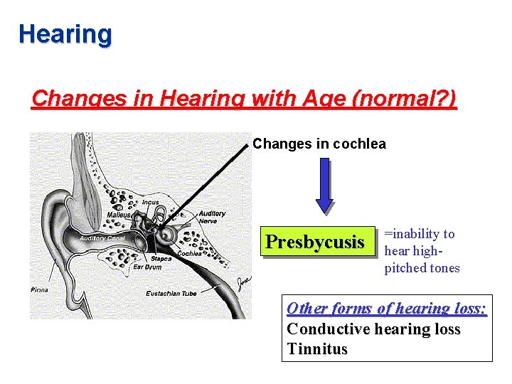 Hearing Changes in Hearing with Age (normal? ) Changes in cochlea Presbycusis =inability to