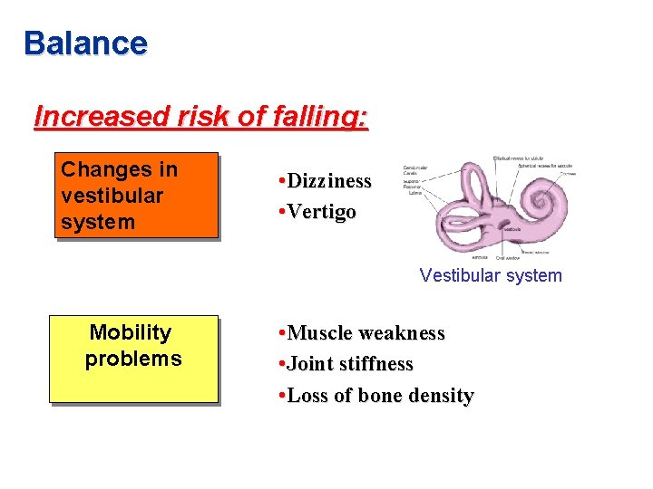 Balance Increased risk of falling: Changes in vestibular system • Dizziness • Vertigo Vestibular