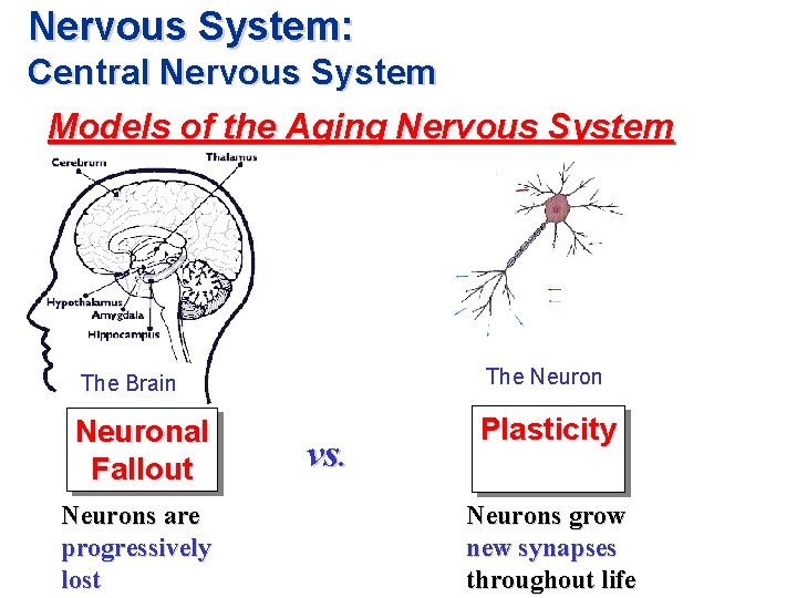 Nervous System: Central Nervous System Models of the Aging Nervous System The Brain The