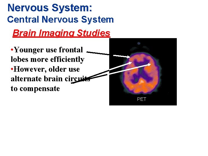 Nervous System: Central Nervous System Brain Imaging Studies • Younger use frontal lobes more