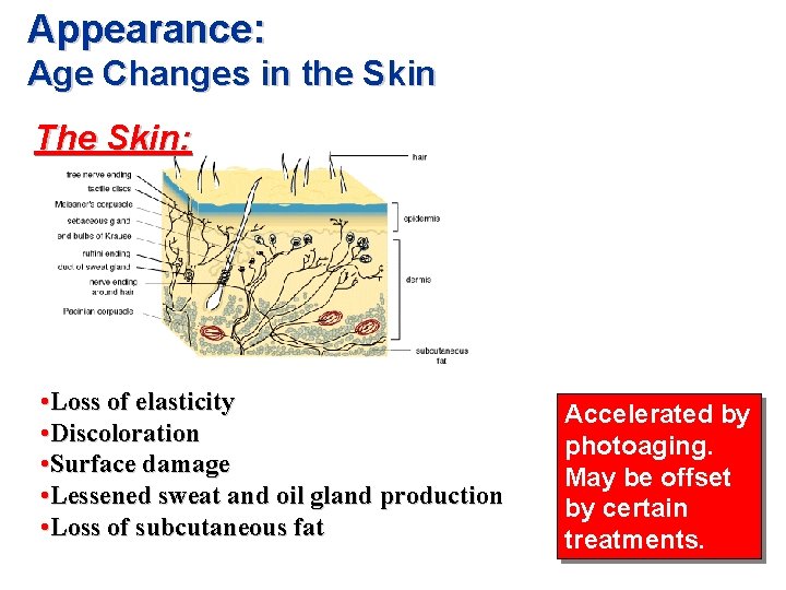 Appearance: Age Changes in the Skin The Skin: • Loss of elasticity • Discoloration