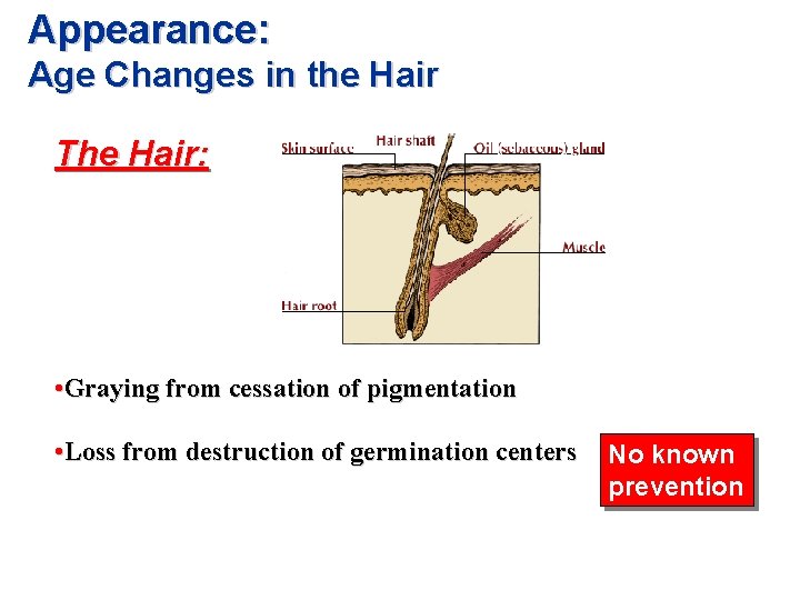 Appearance: Age Changes in the Hair The Hair: • Graying from cessation of pigmentation