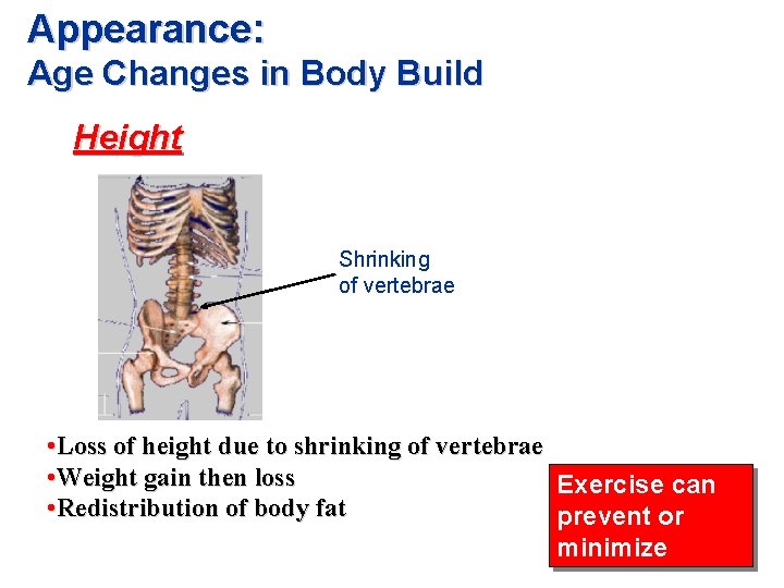 Appearance: Age Changes in Body Build Height Shrinking of vertebrae • Loss of height
