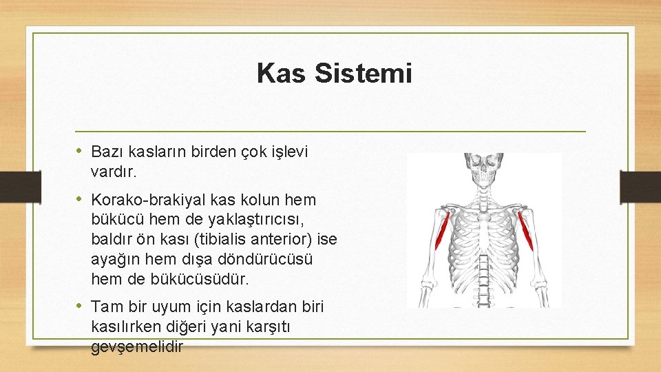 Kas Sistemi • Bazı kasların birden çok işlevi vardır. • Korako-brakiyal kas kolun hem