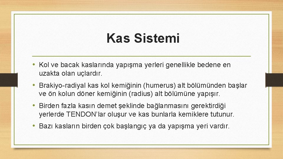 Kas Sistemi • Kol ve bacak kaslarında yapışma yerleri genellikle bedene en uzakta olan