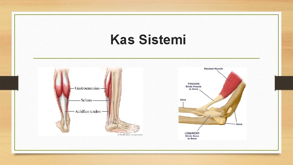 Kas Sistemi 