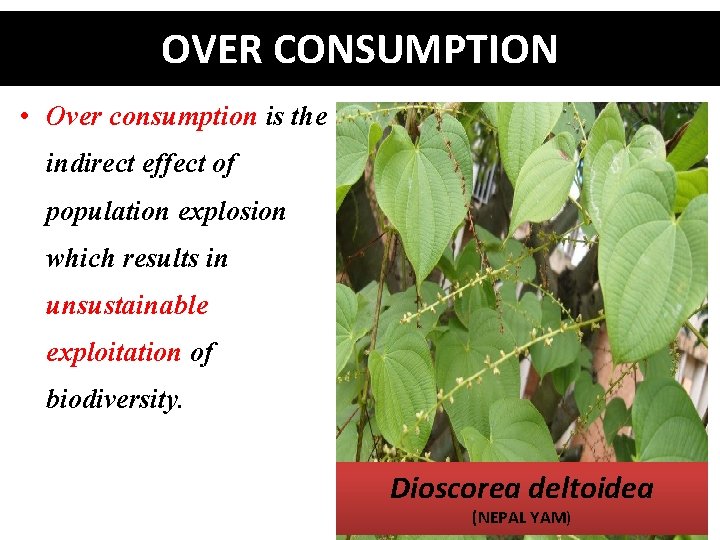 OVER CONSUMPTION • Over consumption is the indirect effect of population explosion which results