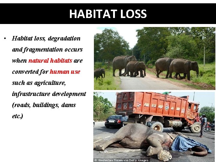 HABITAT LOSS • Habitat loss, degradation and fragmentation occurs when natural habitats are converted