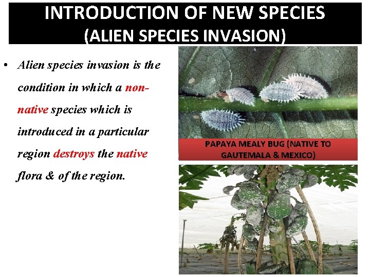 INTRODUCTION OF NEW SPECIES (ALIEN SPECIES INVASION) • Alien species invasion is the condition