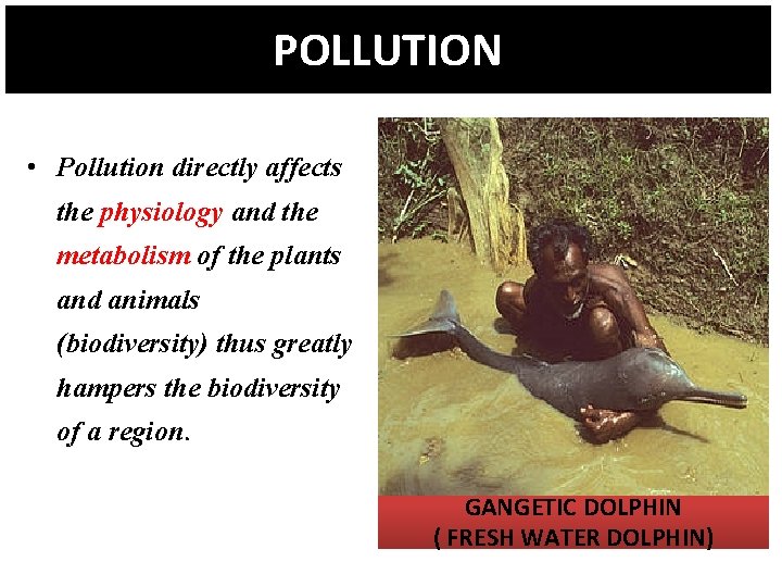 POLLUTION • Pollution directly affects the physiology and the metabolism of the plants and