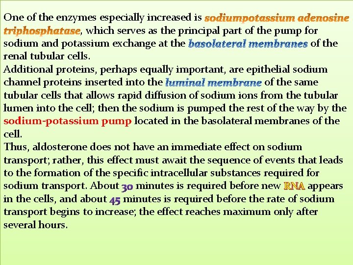 One of the enzymes especially increased is , which serves as the principal part