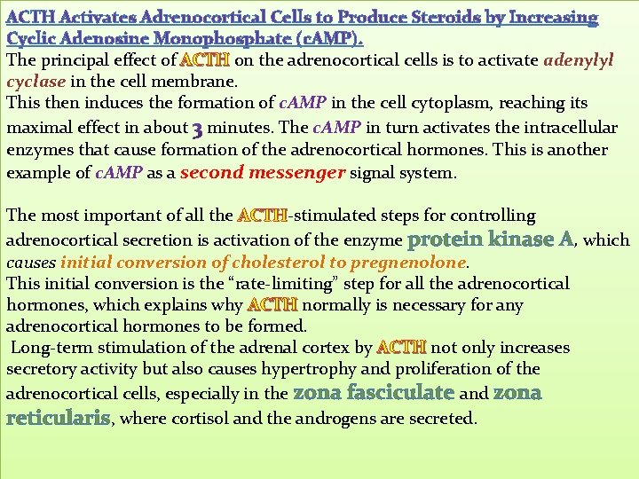 ACTH Activates Adrenocortical Cells to Produce Steroids by Increasing Cyclic Adenosine Monophosphate (c. AMP).