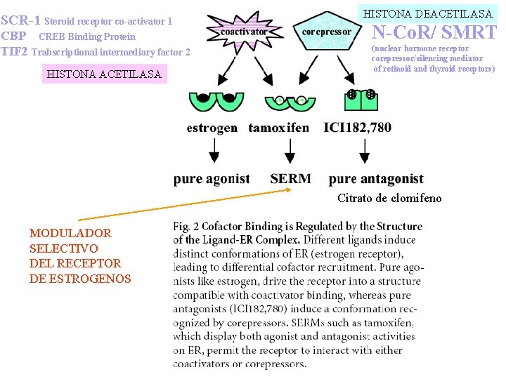 SCR-1 Steroid receptor co-activator 1 CBP CREB Binding Protein TIF 2 Trabscriptional intermediary factor