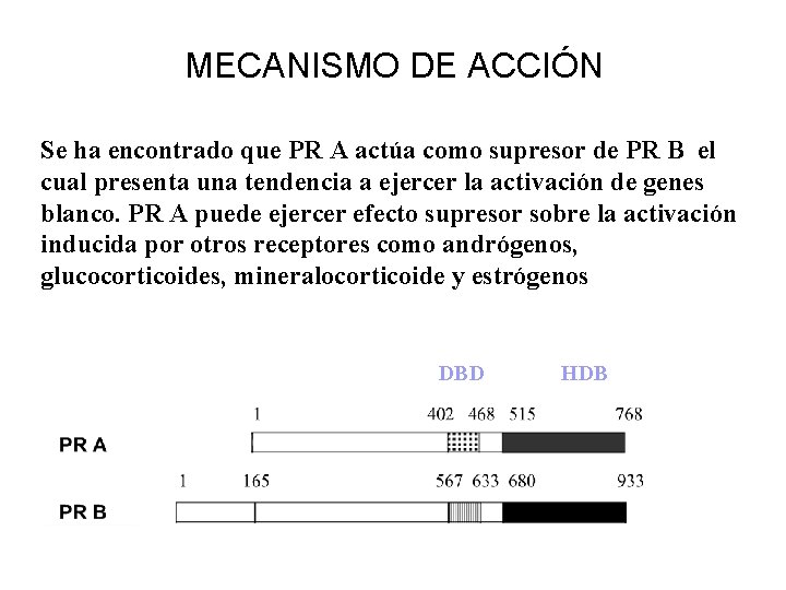 MECANISMO DE ACCIÓN Se ha encontrado que PR A actúa como supresor de PR