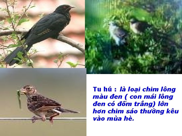 Tu hú : là loại chim lông màu đen ( con mái lông đen