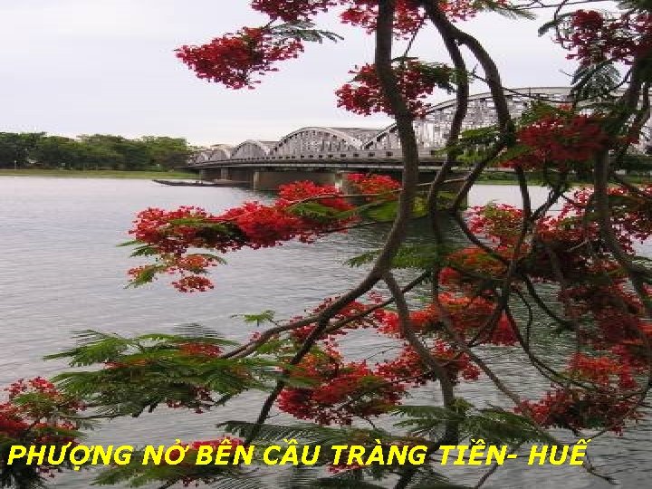 PHƯỢNG NỞ BÊN CẦU TRÀNG TIỀN- HUẾ 