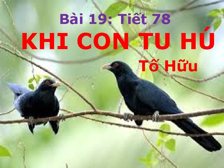 Bài 19: Tiết 78 KHI CON TU HÚ Tố Hữu 