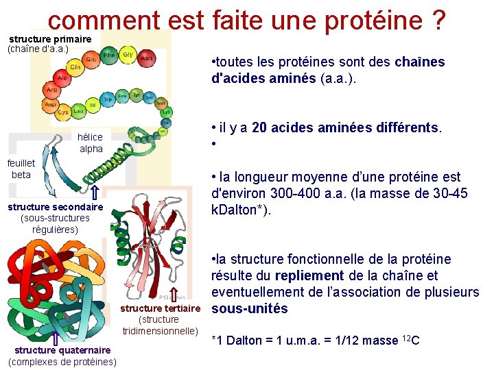 comment est faite une protéine ? structure primaire (chaîne d’a. a. ) • toutes