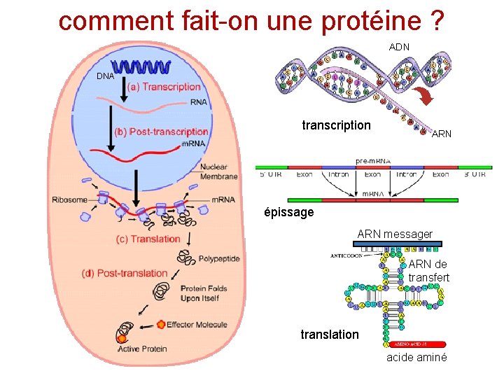comment fait-on une protéine ? ADN DNA transcription ARN épissage ARN messager ARN de