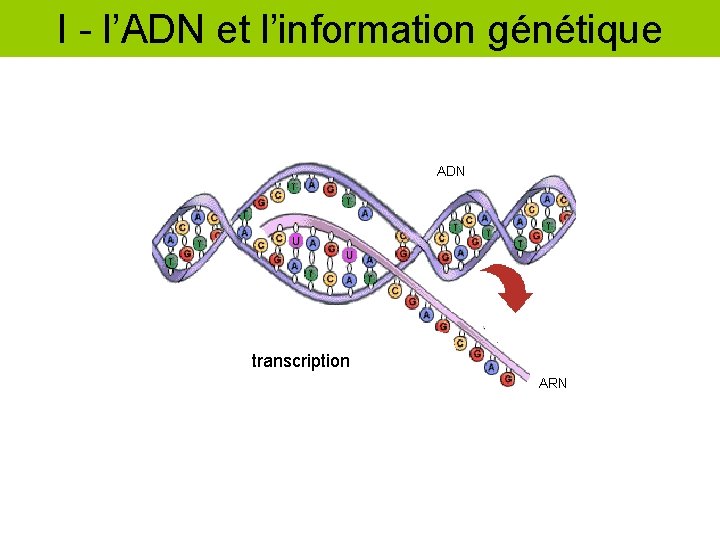 I - l’ADN et l’information génétique ADN transcription ARN 