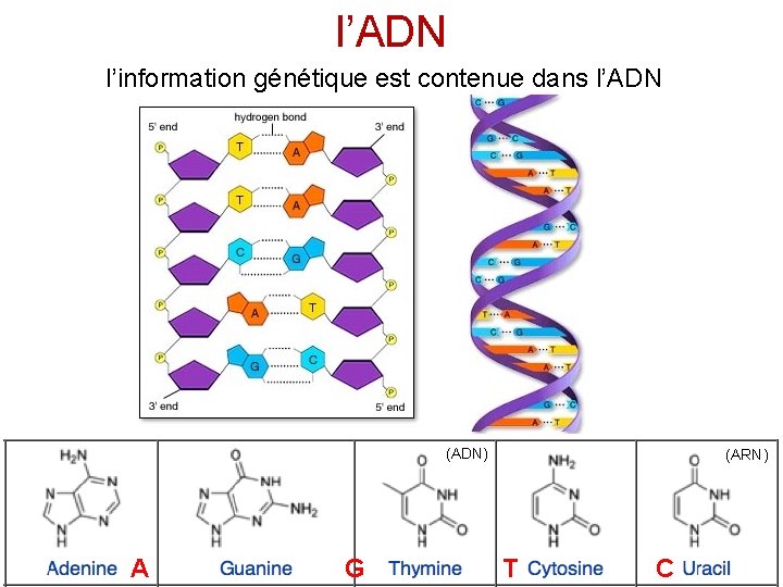 l’ADN l’information génétique est contenue dans l’ADN (ADN) A G (ARN) T C 